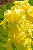 Tall Bearded Iris, Iris germanica Sunny Disposition, flowers