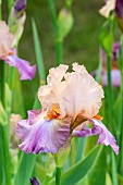 Tall Bearded Iris, Iris germanica Con Fuoco, flowers