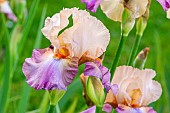 Tall Bearded Iris, Iris germanica Con Fuoco, flowers