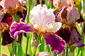 Tall Bearded Iris, Iris germanica Latin Lover, flowers