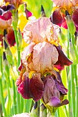 Tall Bearded Iris, Iris germanica Marshglow, flowers