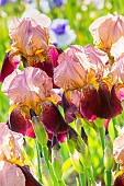 Tall Bearded Iris, Iris germanica Marshglow, flowers