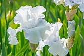 Tall Bearded Iris, Iris germanica Age Of Ice, flowers