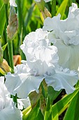 Tall Bearded Iris, Iris germanica Age Of Ice, flowers