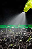 Watering, germination, Tomato seed (Solanum lycopersicum), Black Cherry variety, indoor grow kit, Belfort, Territoire de Belfort, France