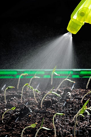Watering_germination_Tomato_seed_Solanum_lycopersicum_Black_Cherry_variety_indoor_grow_kit_Belfort_T