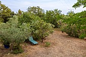 Sophies garden, Var, France