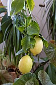 Lemon tree, Sophies garden, Var, France