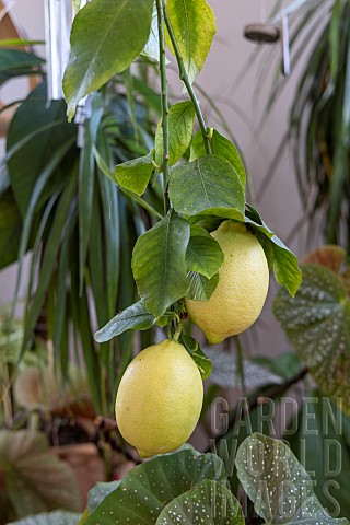 Lemon_tree_Sophies_garden_Var_France