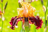 Tall Bearded Iris,Iris Germanica Shaman, flower