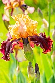 Tall Bearded Iris,Iris Germanica Shaman, flower