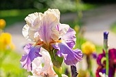 Tall Bearded Iris, Iris Germanica Loudoun Lassie, flower