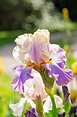 Tall Bearded Iris, Iris Germanica Loudoun Lassie, flower