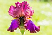 Tall Bearded Iris,Iris Germanica Jewel Tone, flower