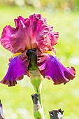 Tall Bearded Iris,Iris Germanica Jewel Tone, flower