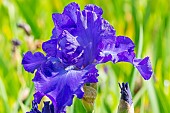 Tall Bearded Iris,Iris Germanica Sea of Joy, flower