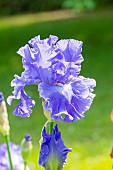 Tall Bearded Iris,Iris Germanica Pacific Tide, flower