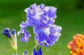 Tall Bearded Iris,Iris Germanica Pacific Tide, flower