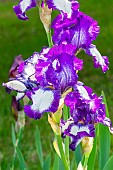 Tall Bearded Iris, Iris Germanica High Life, flowers
