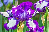 Tall Bearded Iris, Iris Germanica High Life, flowers