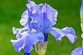 Tall Bearded Iris,Iris Germanica Sapphire Hills, flower