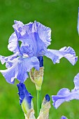 Tall Bearded Iris,Iris Germanica Sapphire Hills, flower