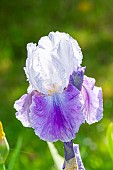 Tall Bearded Iris, Iris Germanica Margarita, flower