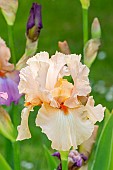 Tall Bearded Iris, Iris germanica Coup De Foudre, flower