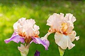 Tall Bearded Iris, Iris Germanica Con Fuoco, Iris Germanica Coup De Foudre, flowers