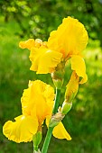 Tall Bearded Iris, Iris Germanica Rio De Oro, flowers