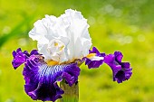Tall Bearded Iris, Iris Germanica Barbe Noire, flower