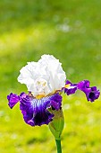 Tall Bearded Iris, Iris Germanica Barbe Noire, flower