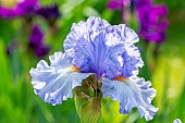 Tall Bearded Iris, Iris Germanica Cielo Alto, flower
