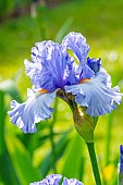 Tall Bearded Iris, Iris Germanica Cielo Alto, flower