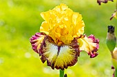 Tall Bearded Iris, Iris Germanica Venitienne, flower