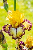 Tall Bearded Iris, Iris Germanica Venitienne, flower