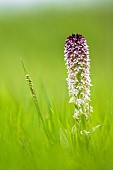 Burnt Orchid (Neotinea ustulata) flower on a limestone lawn in spring, Allier, Auvergne, France