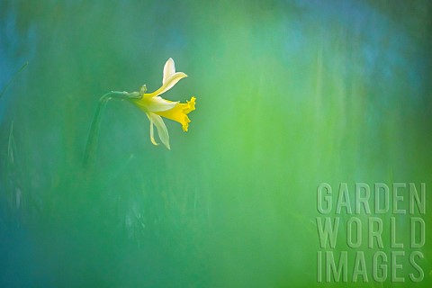 True_Jonquil_Narcissus_jonquilla_in_a_meadow_at_the_end_of_winter_Allier_Auvergne_France