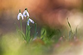 Snowdrop (Galanthus nivalis) in an undergrowth on a winter evening, Allier, Auvergne, France