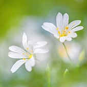 Greater Stitchwort (Stellaria holostea) on the edge of a path, Bocage bourbonnais, Allier, Auvergne, France