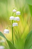 Lily-of-the-valley (Convallaria majalis), Bocage bourbonnais, Allier, Auvergne, France