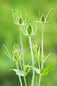 Fullers teasel (Dipsacus fullonum) inflorescences before flowering, Val dAllier Nature Reserve, Auvergne, France