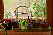 Regrowing, Growing new vegetables from leftovers, Vegetables in pots in front of a window