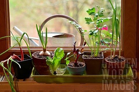 Regrowing_Growing_new_vegetables_from_leftovers_Vegetables_in_pots_in_front_of_a_window