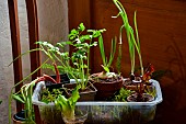 Regrowing, Growing new vegetables from leftovers, Vegetables in pots