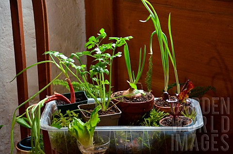 Regrowing_Growing_new_vegetables_from_leftovers_Vegetables_in_pots