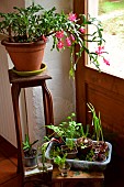 Regrowing, Growing new vegetables from leftovers, Vegetables in pots in front of a window