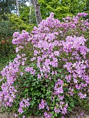 Azalea Joseph Haydn, Rhododendron Joseph Haydn in bloom