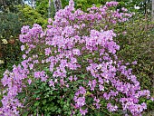 Azalea Joseph Haydn, Rhododendron Joseph Haydn in bloom