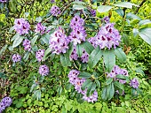 Rhododendron Blue Ensign in bloom